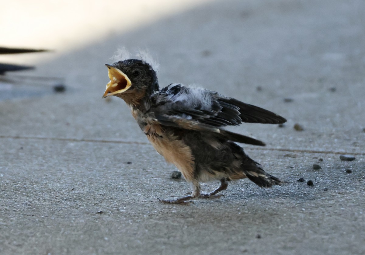 Barn Swallow - ML620623661