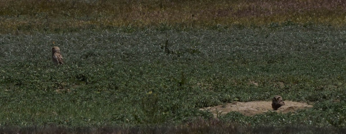 Burrowing Owl - Jeffrey Barber