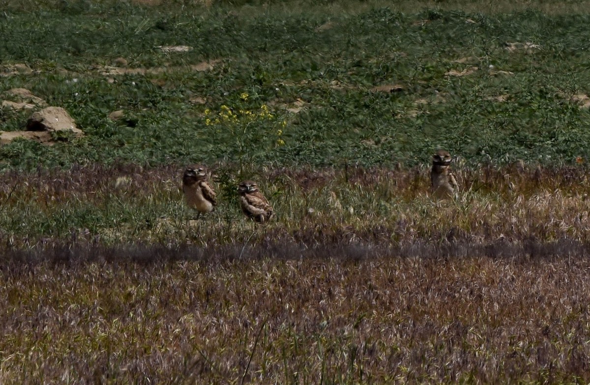 Burrowing Owl - ML620623663