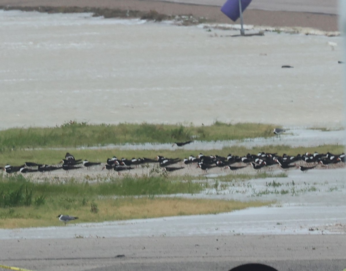 Black Skimmer - ML620623667