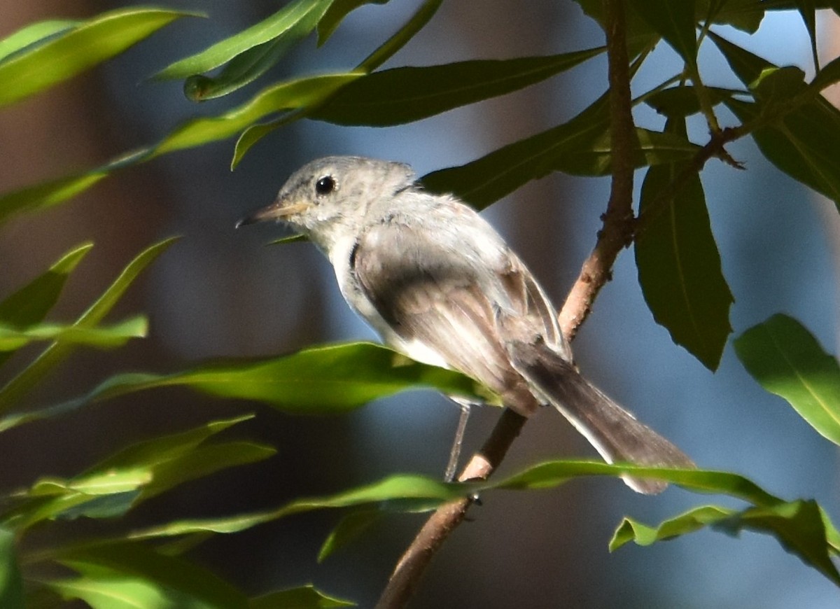 Blue-gray Gnatcatcher - ML620623668