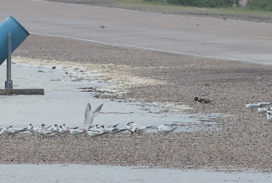 American Oystercatcher - ML620623673