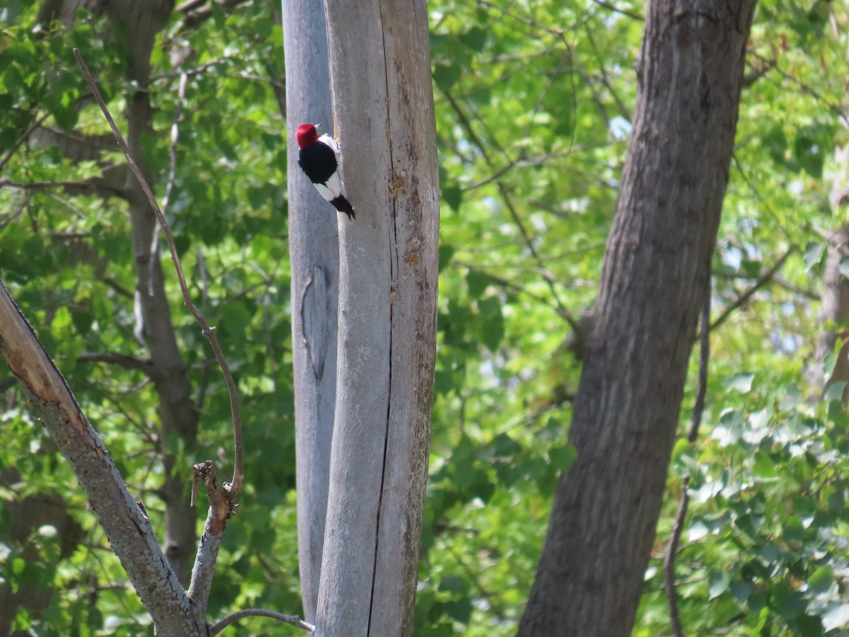 Red-headed Woodpecker - ML620623676