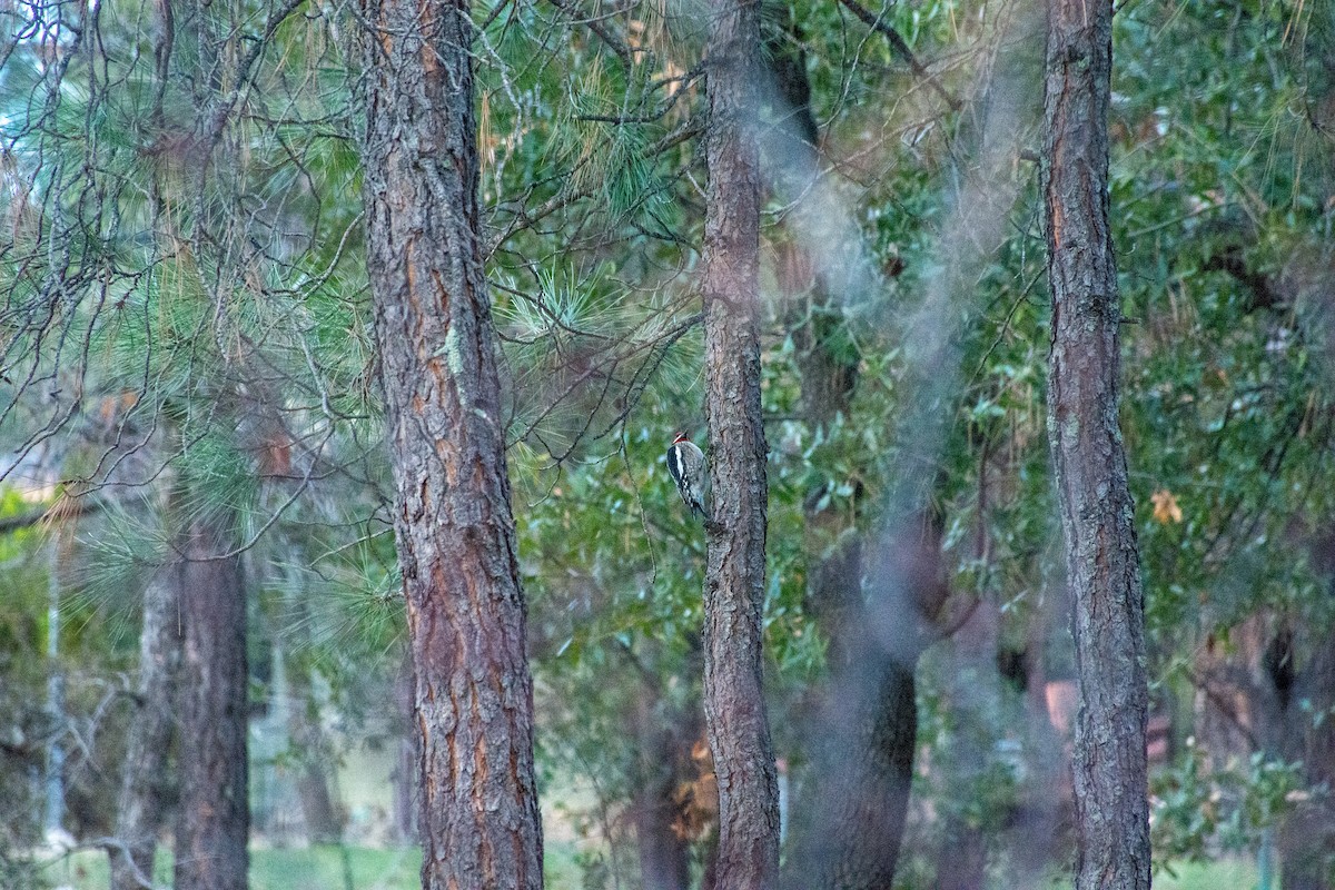 Red-naped Sapsucker - ML620623678