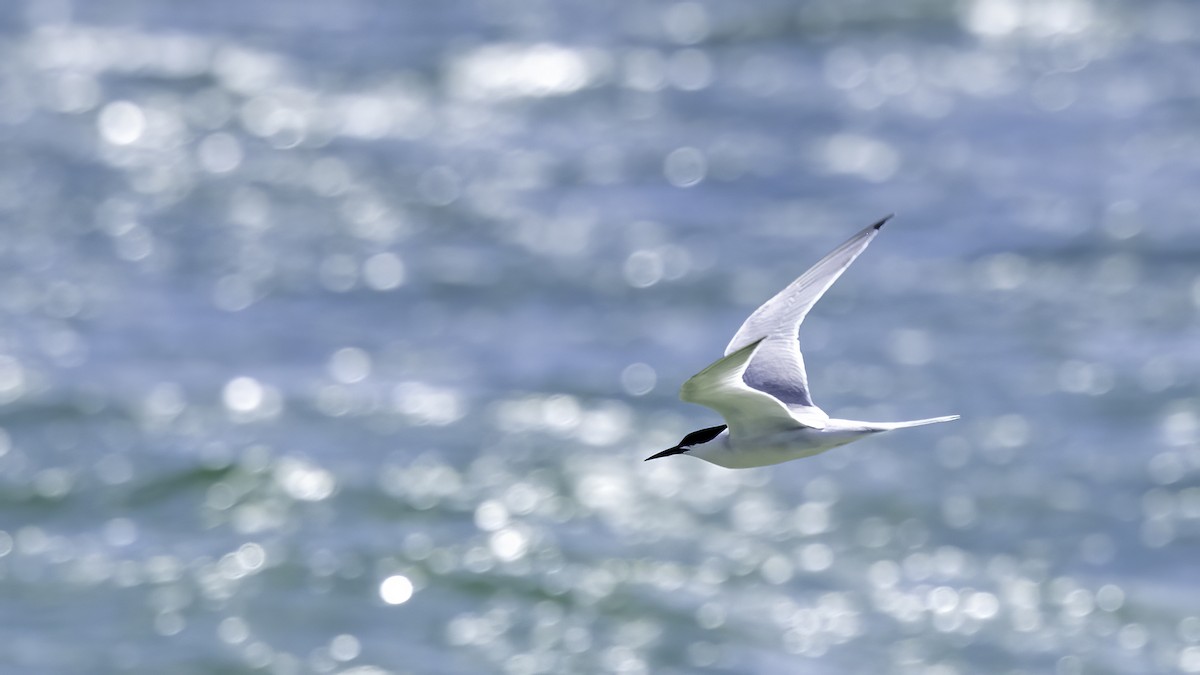 Roseate Tern - ML620623681