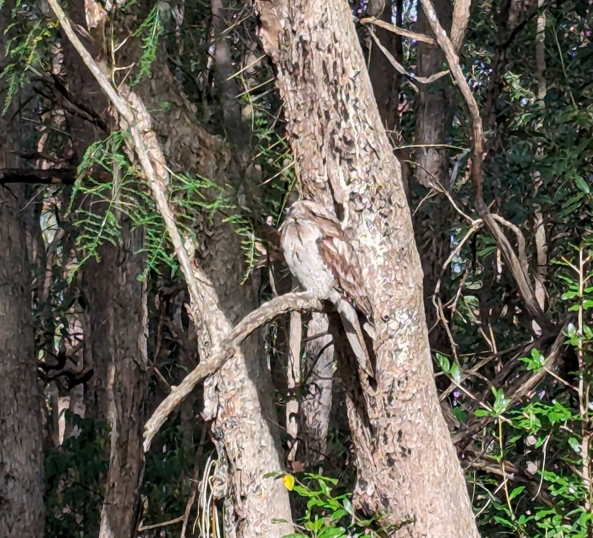 Tawny Frogmouth - ML620623683