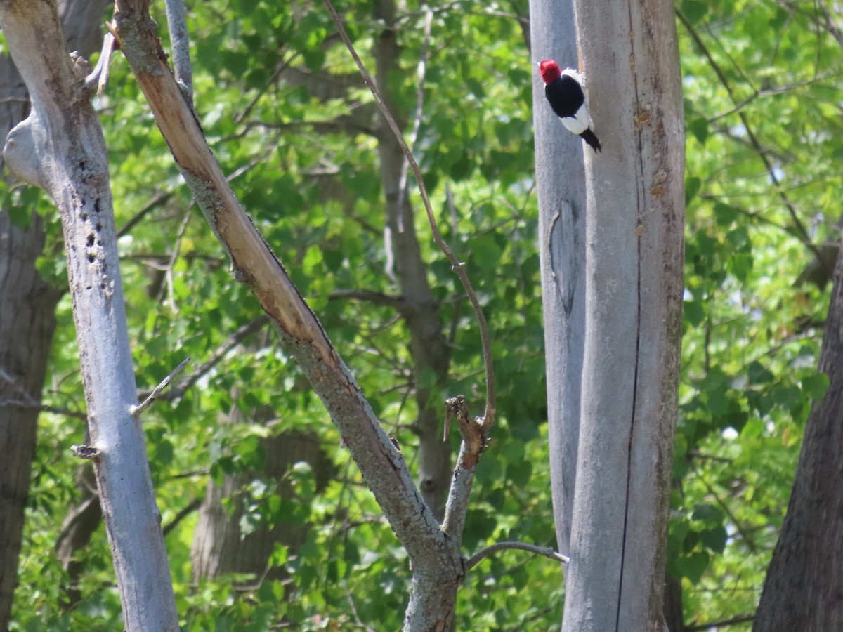 Red-headed Woodpecker - ML620623684