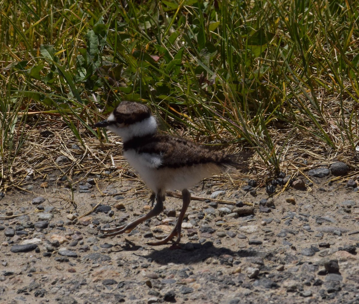 Killdeer - ML620623687