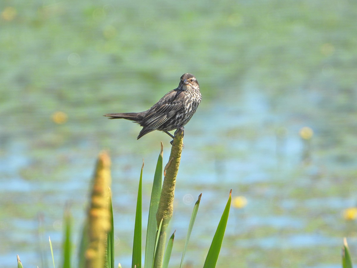 Red-winged Blackbird - Benoît Turgeon