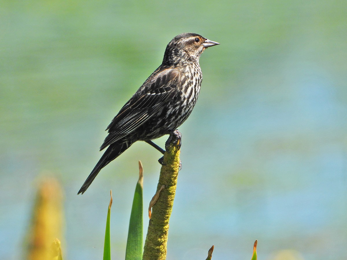 Red-winged Blackbird - ML620623689