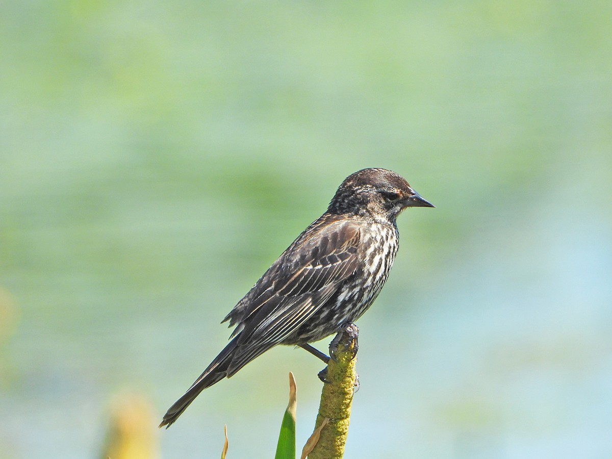 Red-winged Blackbird - ML620623690