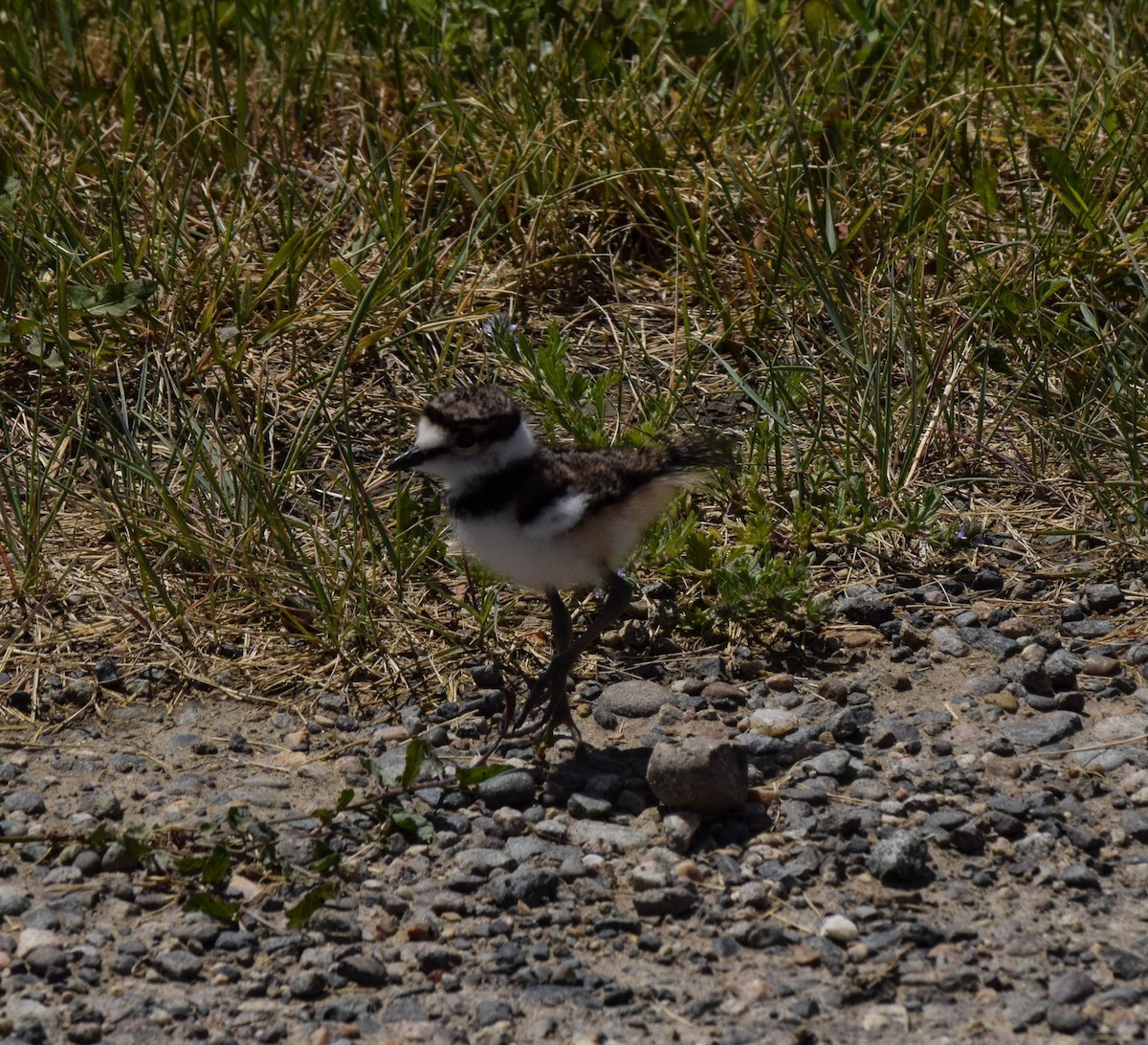 Killdeer - ML620623691