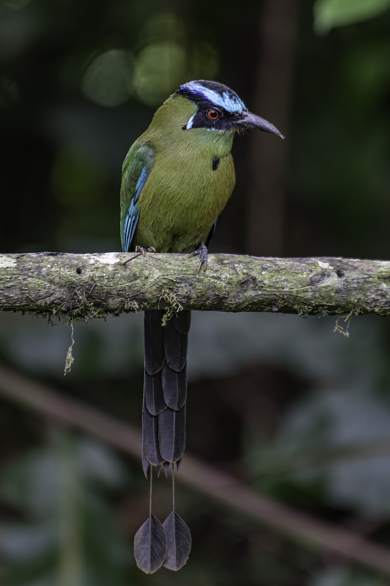 Andean Motmot - ML620623692