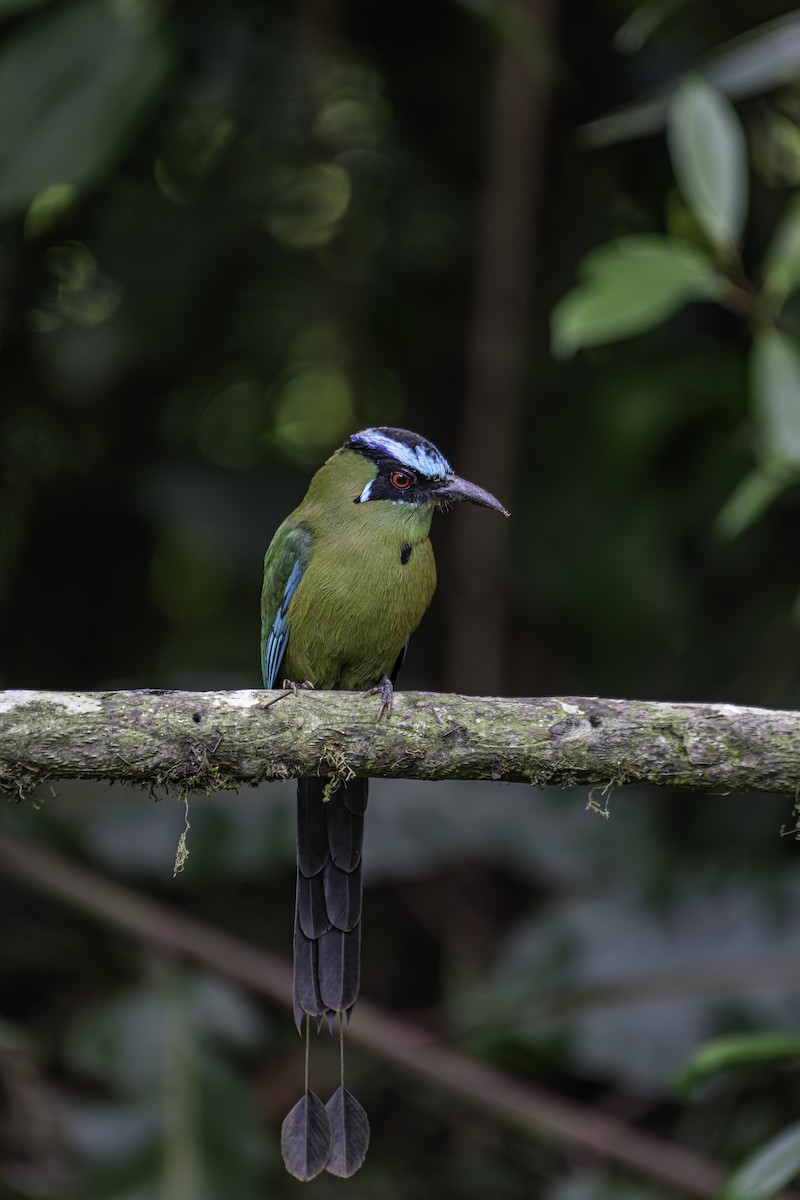 Andean Motmot - George Roussey