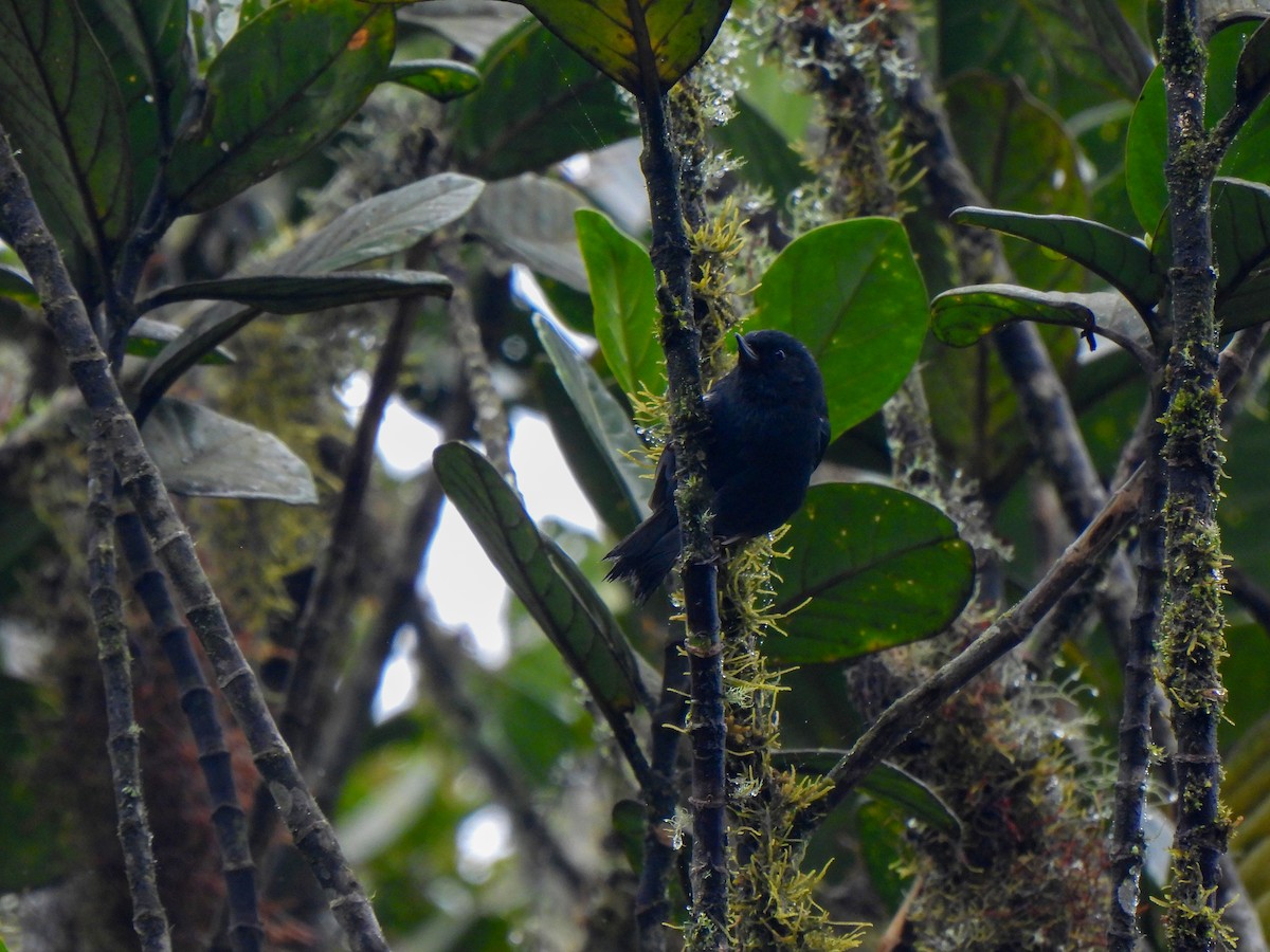 Black Flowerpiercer - ML620623695