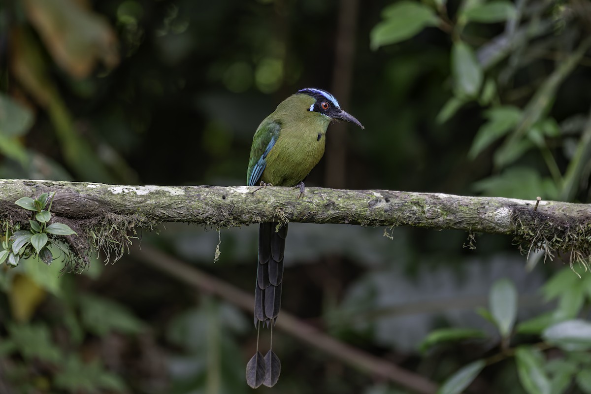 Andean Motmot - ML620623696