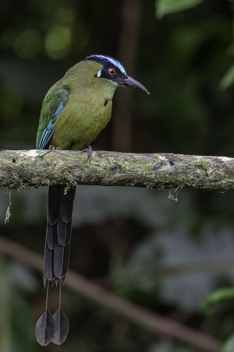 Andean Motmot - ML620623698