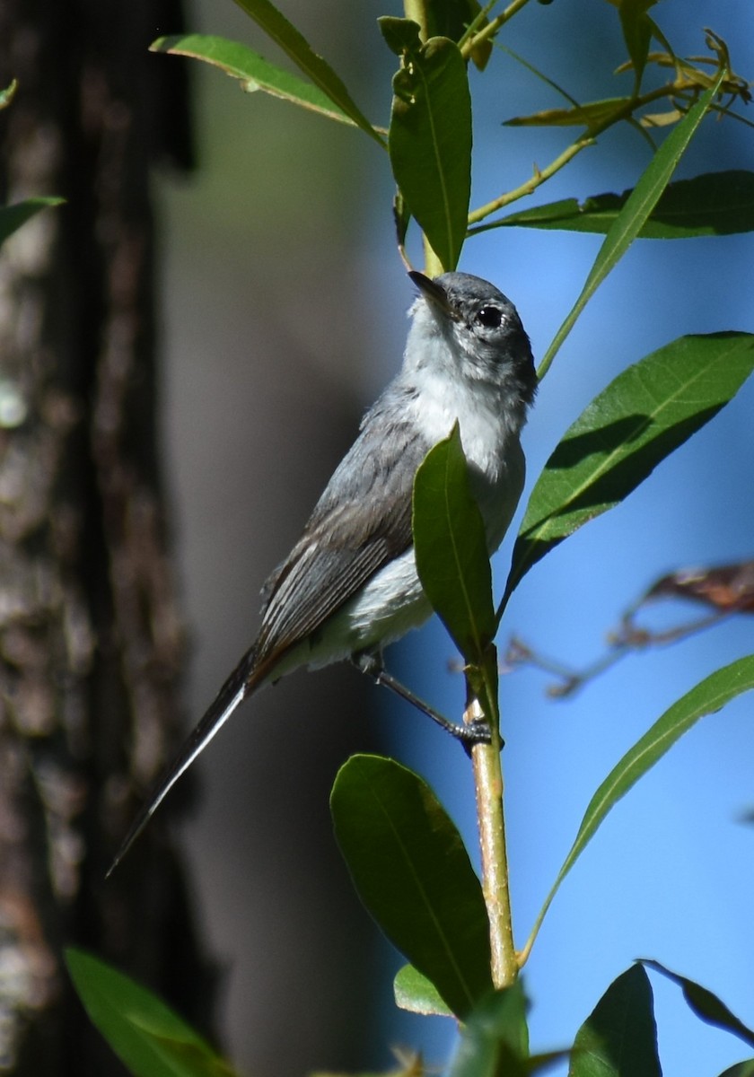 Blue-gray Gnatcatcher - Robert Bradley