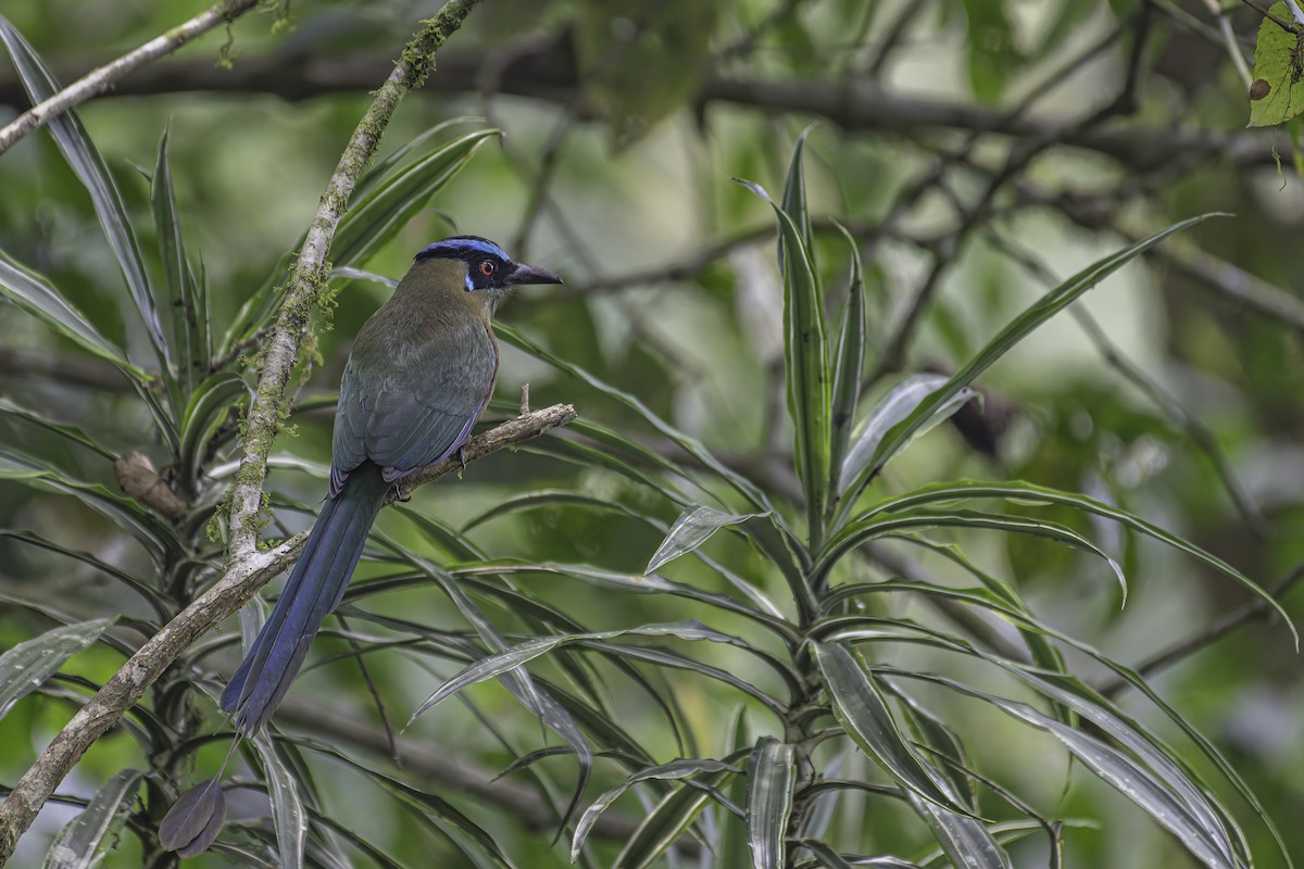 Andean Motmot - ML620623700