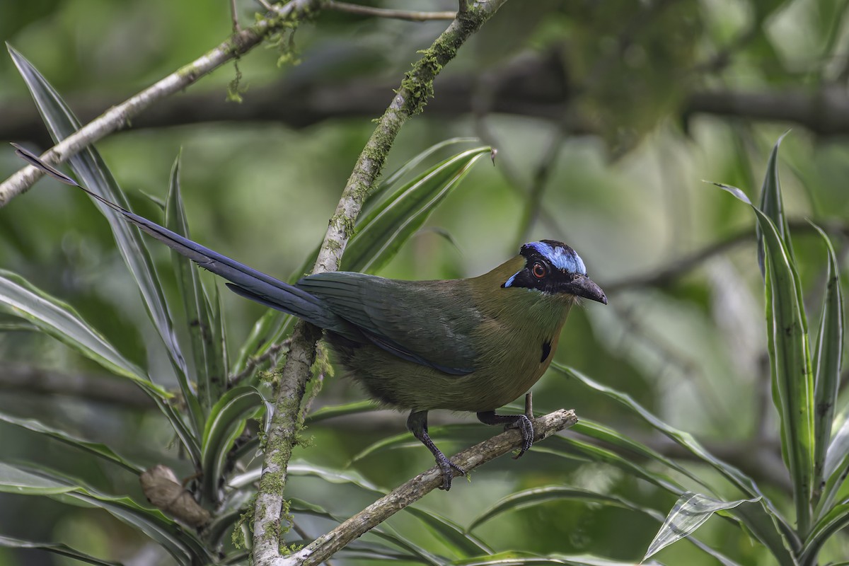 Andean Motmot - ML620623701