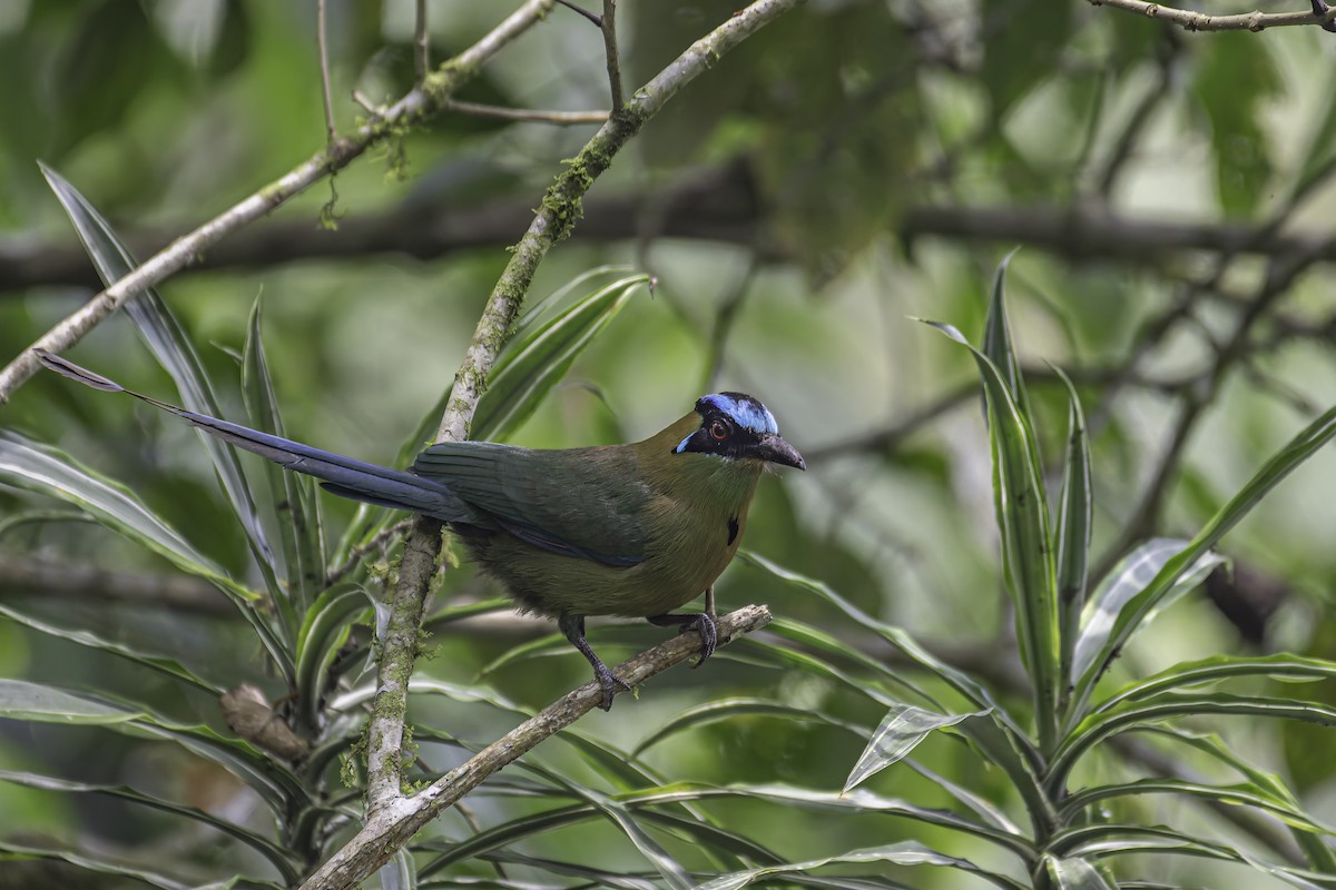 Andean Motmot - ML620623702