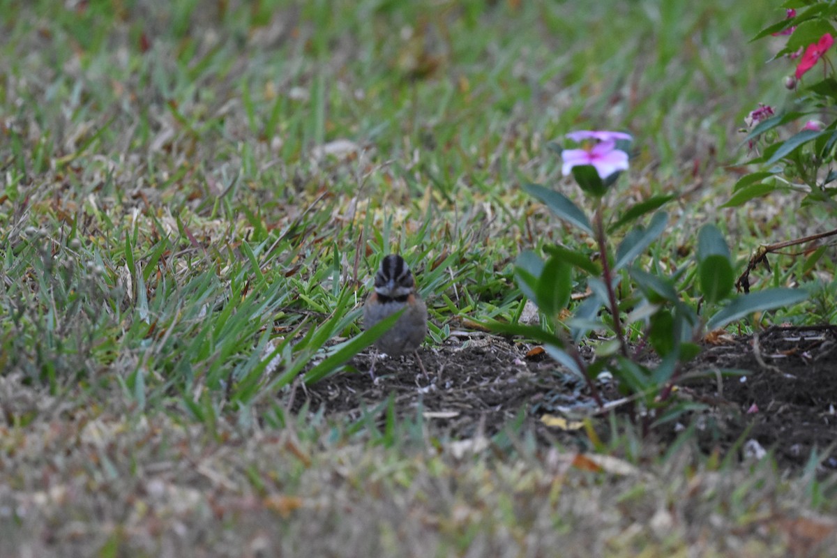 Rufous-collared Sparrow - ML620623703