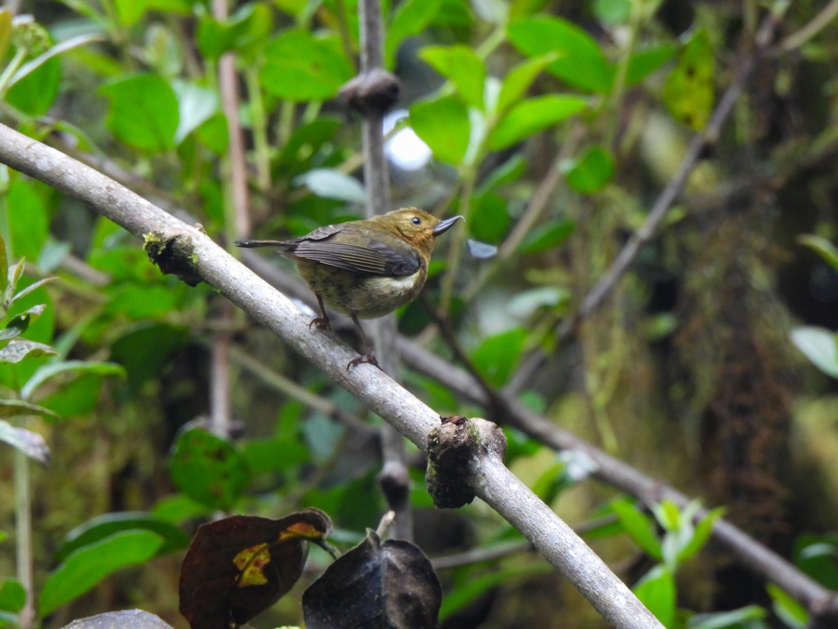 White-sided Flowerpiercer - ML620623704