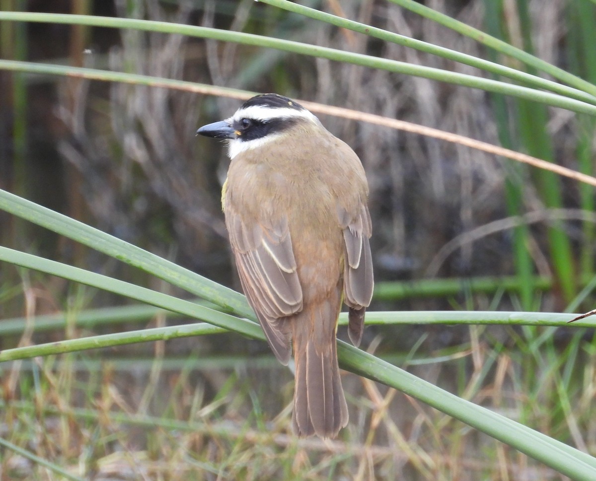 Great Kiskadee - ML620623705