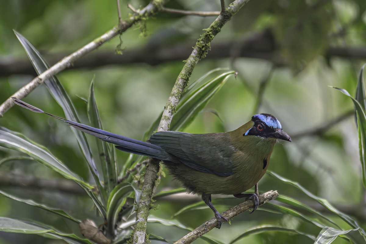 Andean Motmot - ML620623706