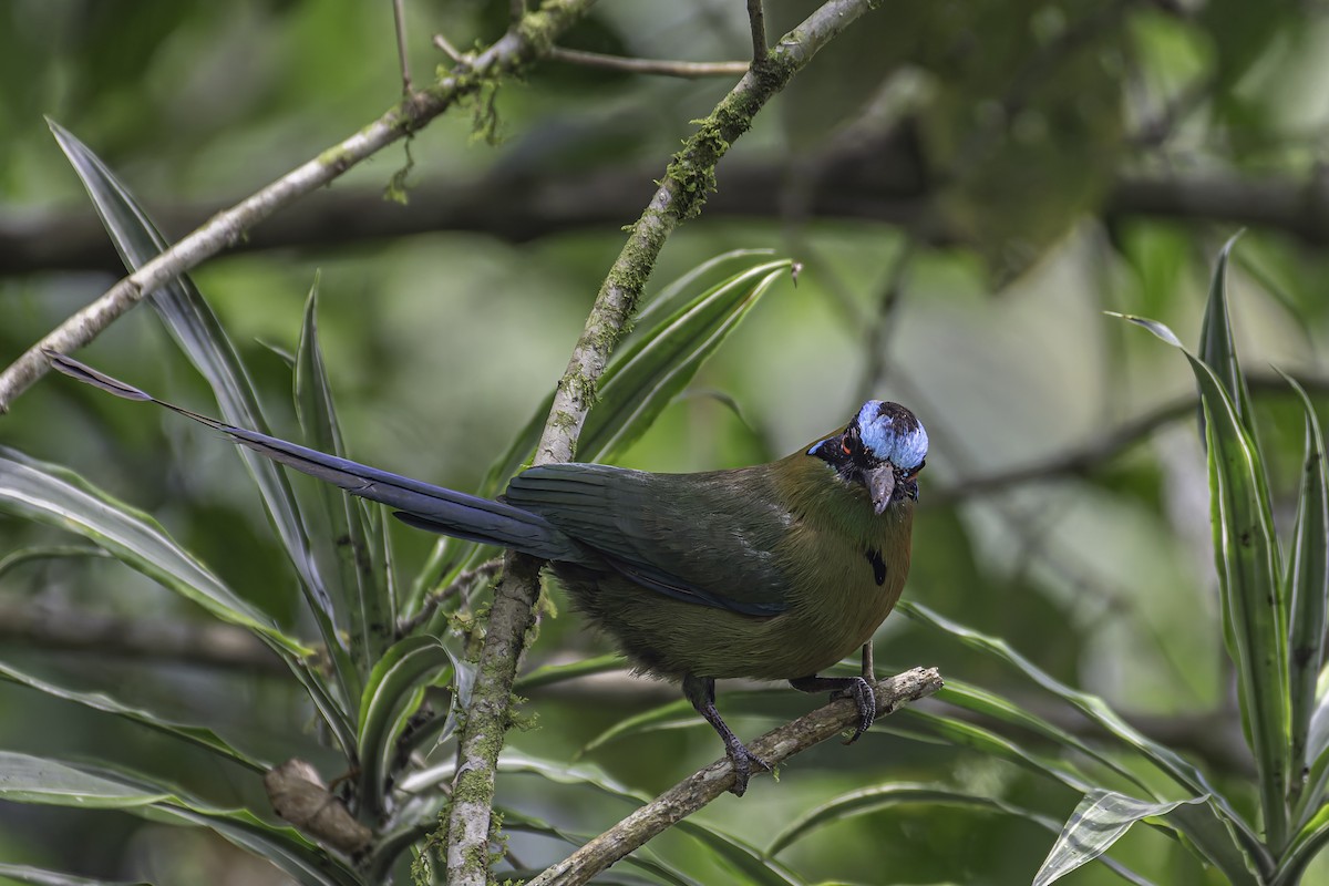 Andean Motmot - ML620623707