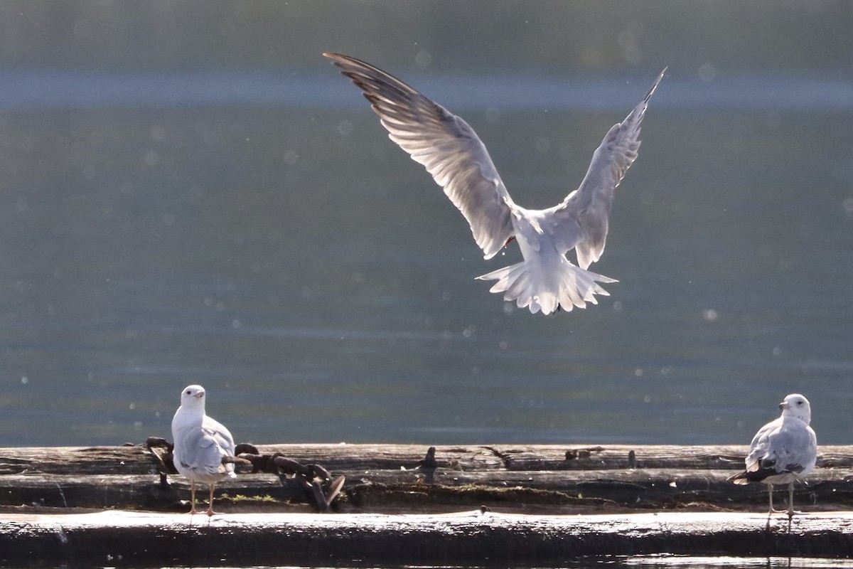 Caspian Tern - ML620623710