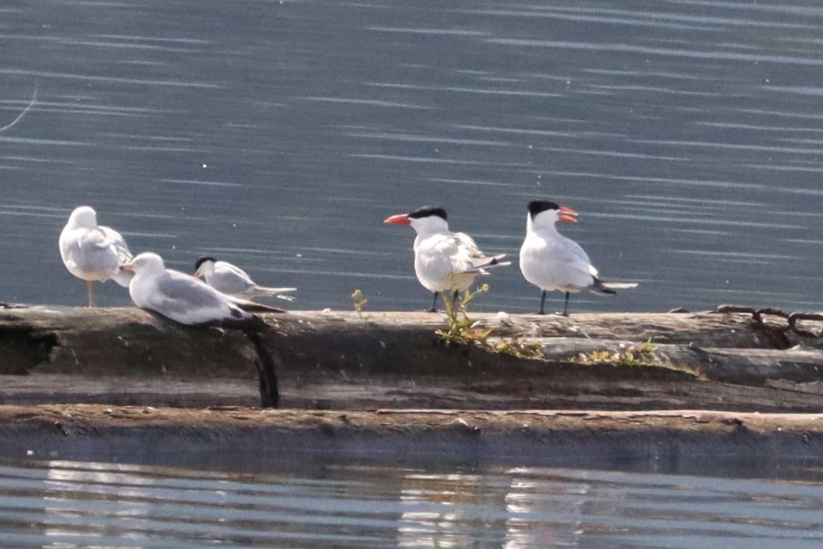 Caspian Tern - ML620623711