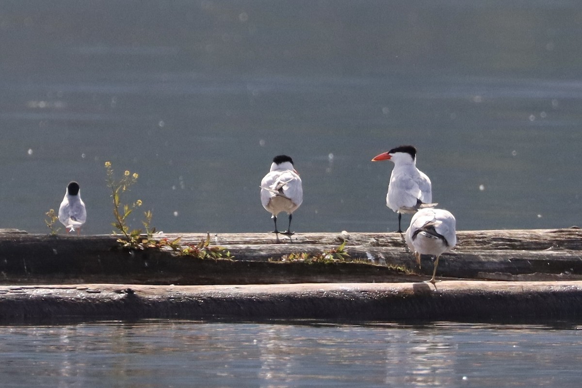 Caspian Tern - Sarah von Innerebner