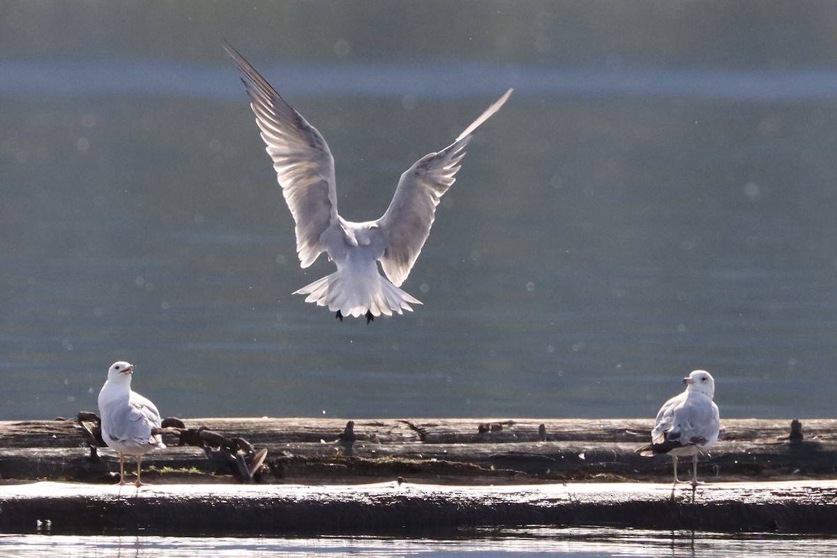 Caspian Tern - ML620623713