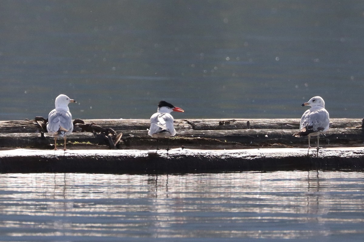 Caspian Tern - ML620623714