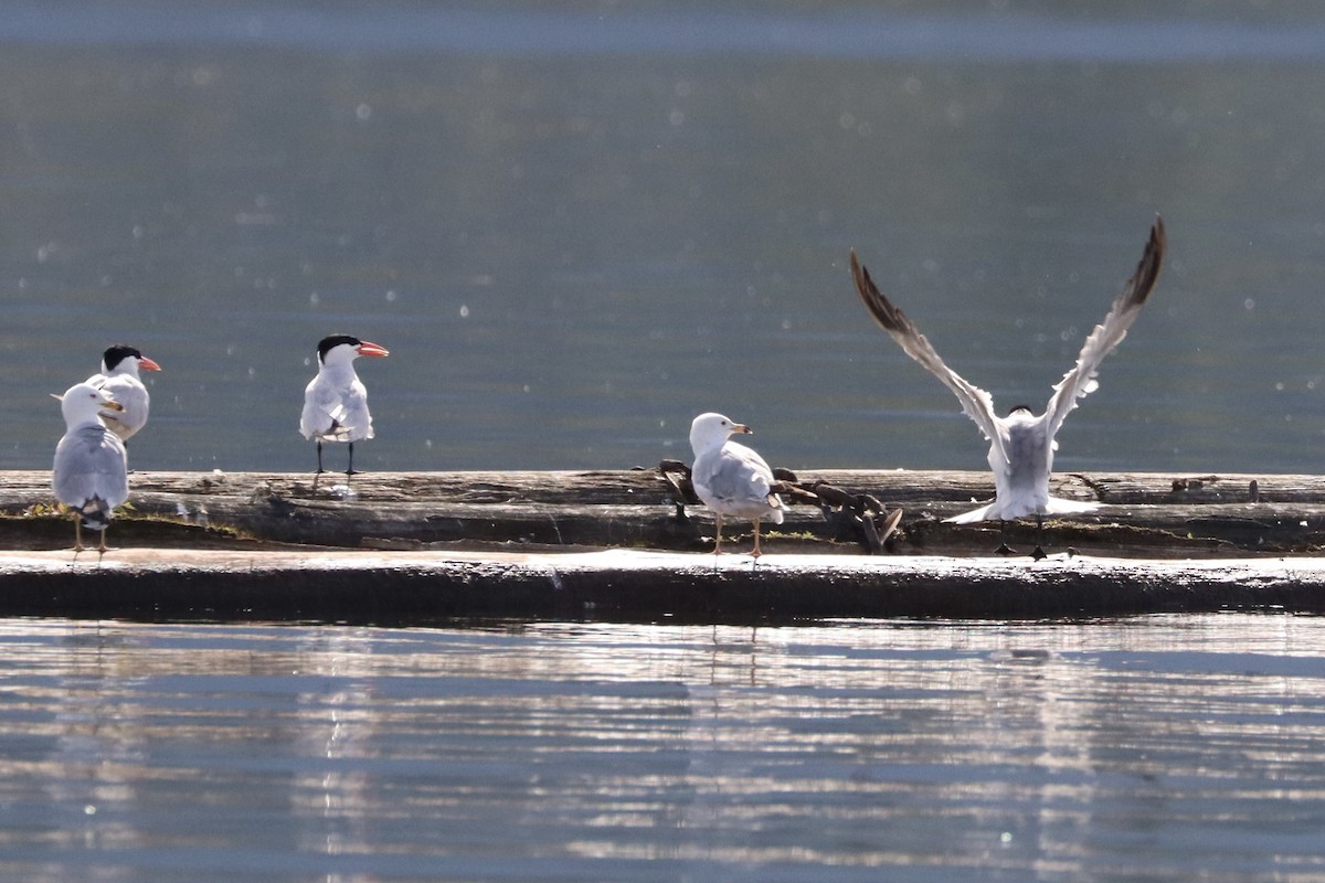 Caspian Tern - Sarah von Innerebner