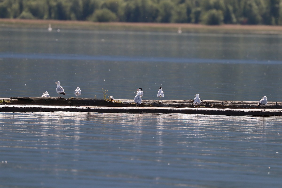 Caspian Tern - ML620623717