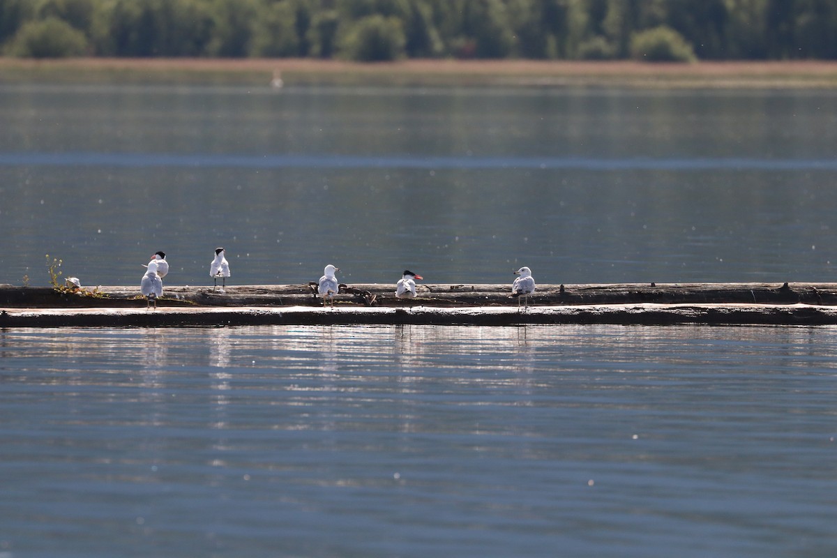 Caspian Tern - ML620623718