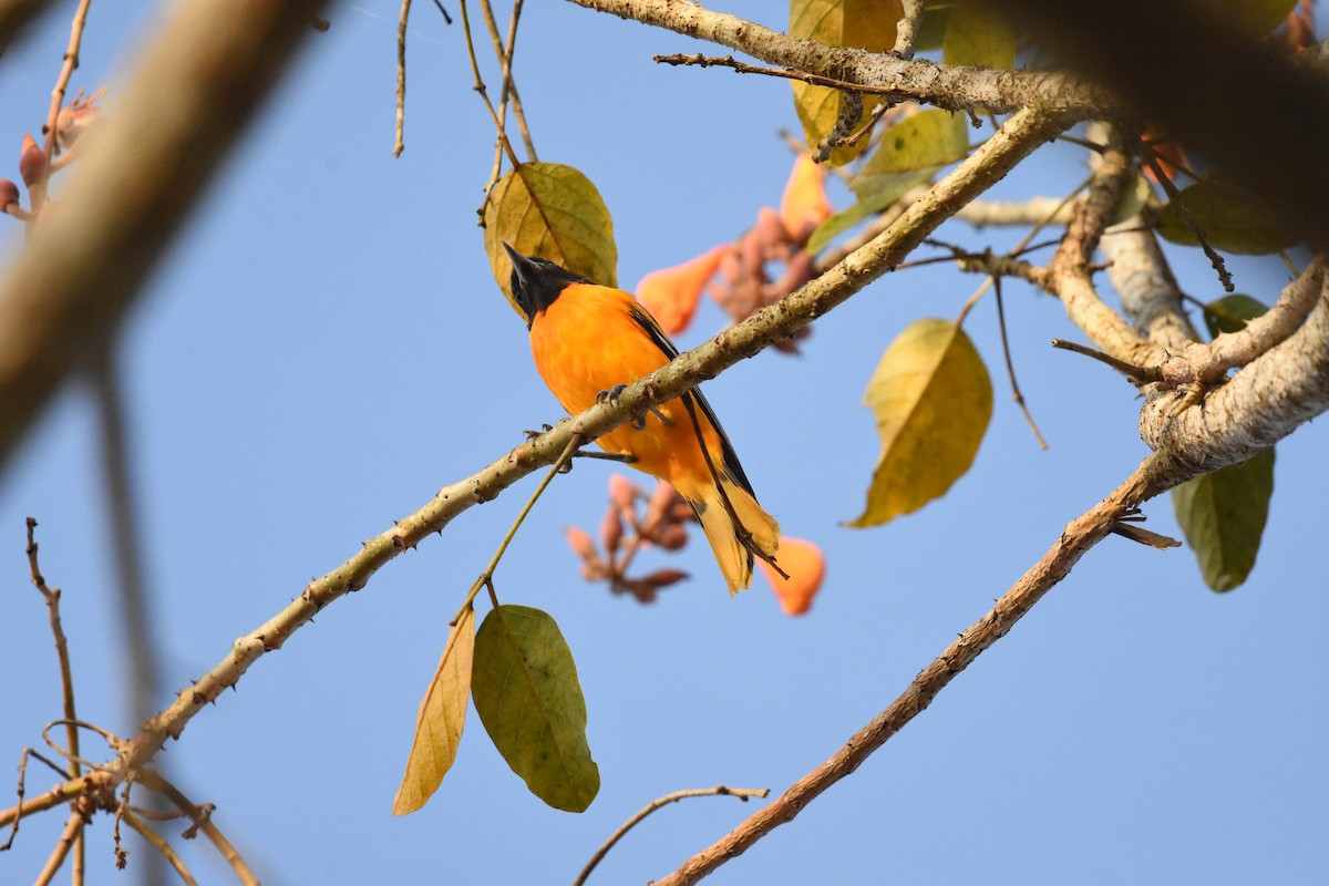 Baltimore Oriole - ML620623723