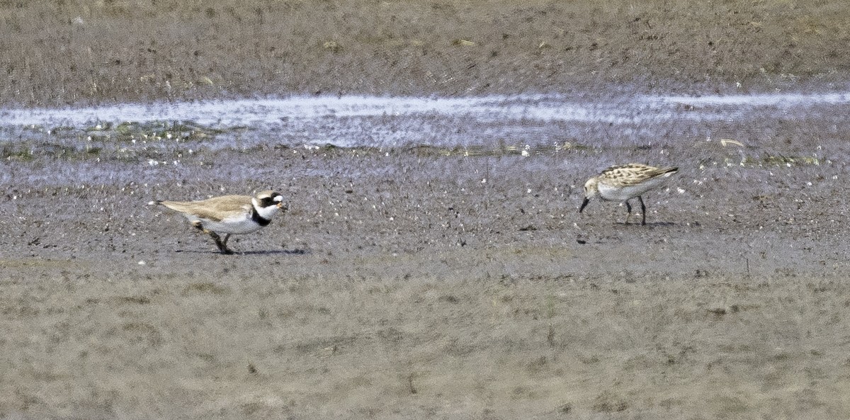 Semipalmated Plover - ML620623726