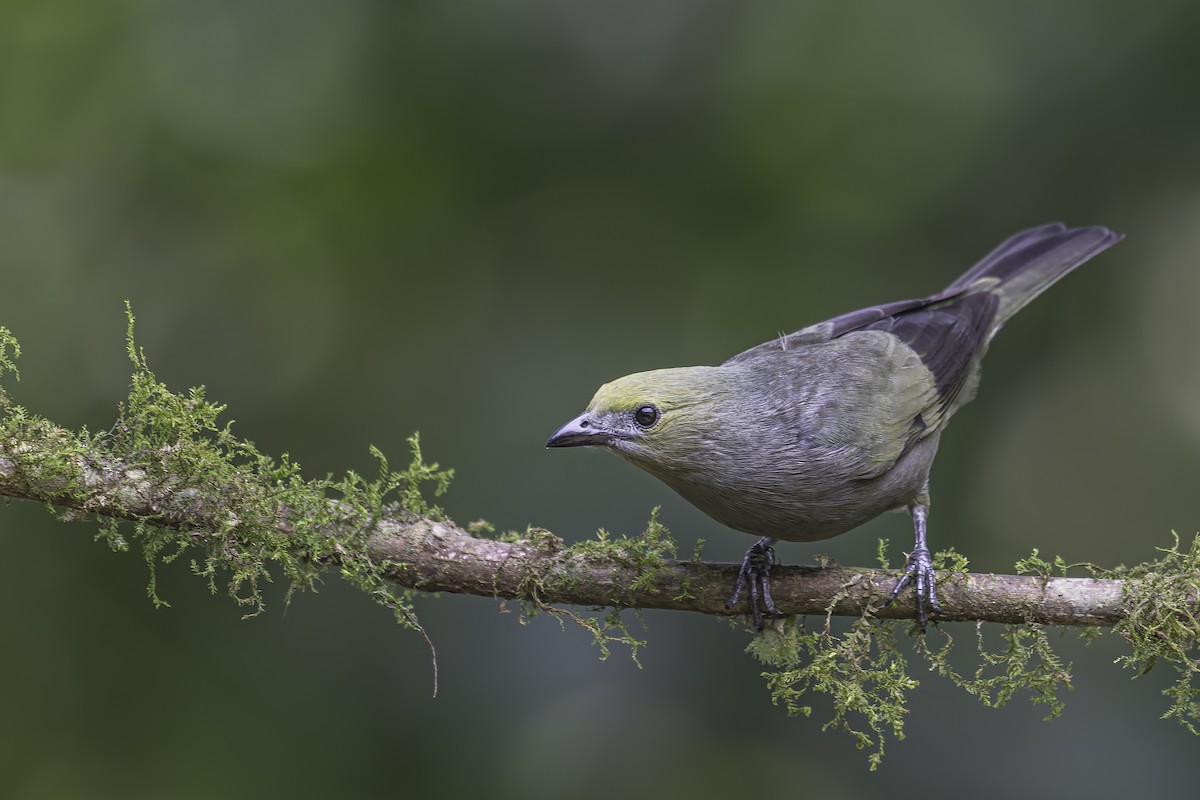 Palm Tanager - George Roussey