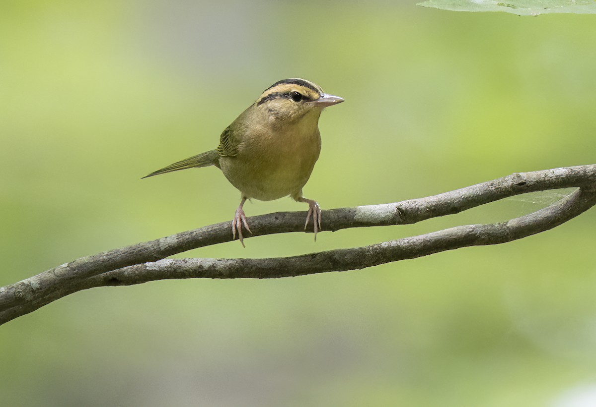 Worm-eating Warbler - ML620623729