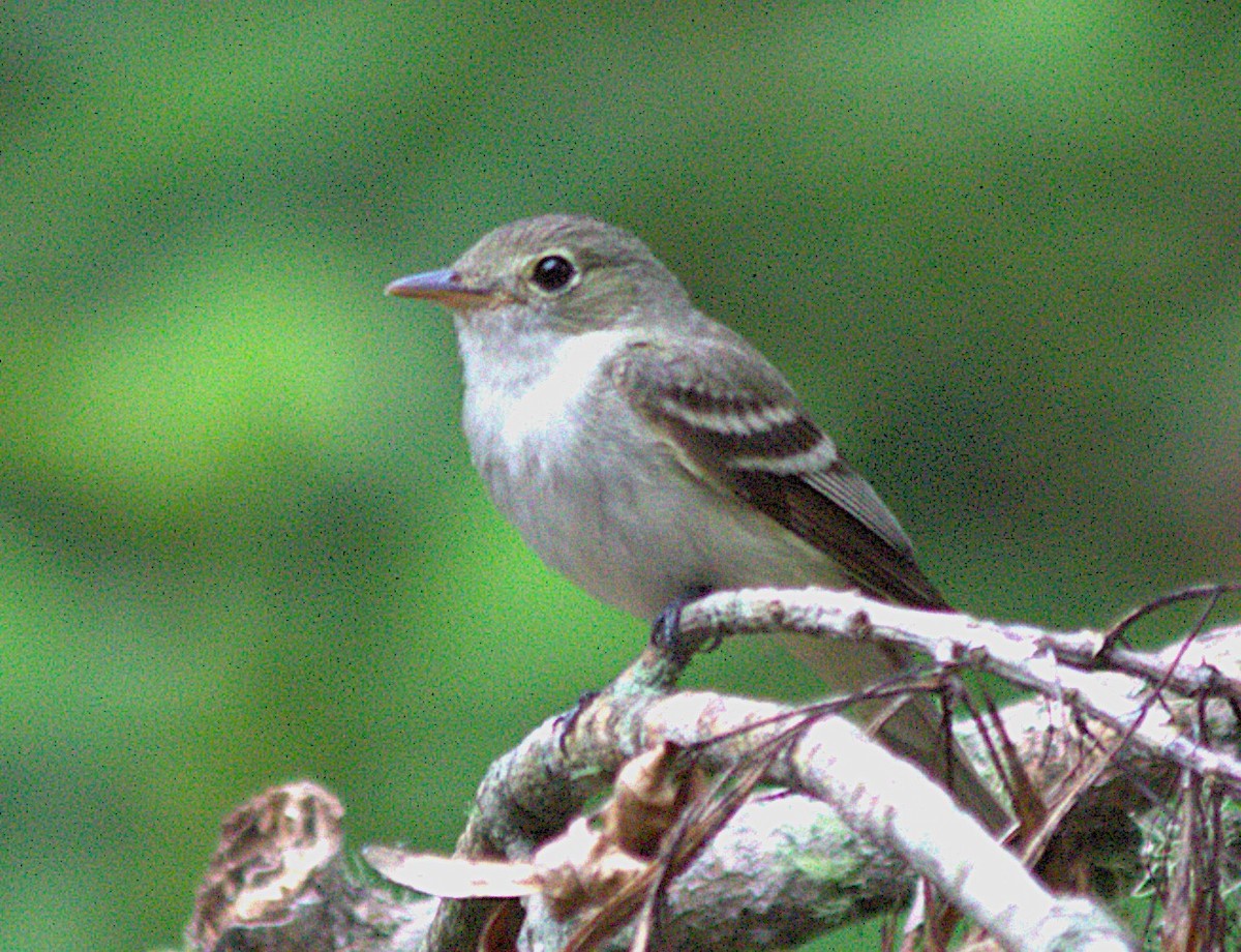 Acadian Flycatcher - ML620623731