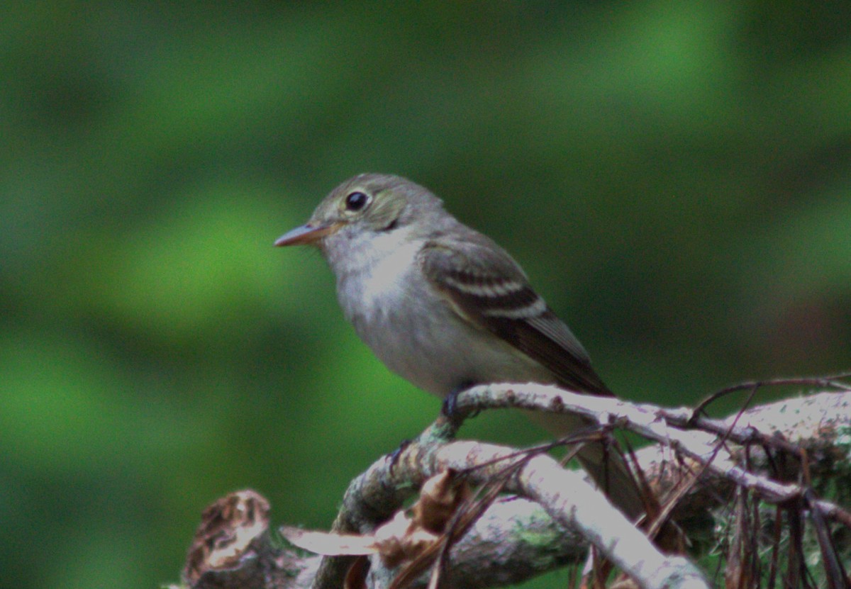 Acadian Flycatcher - ML620623732