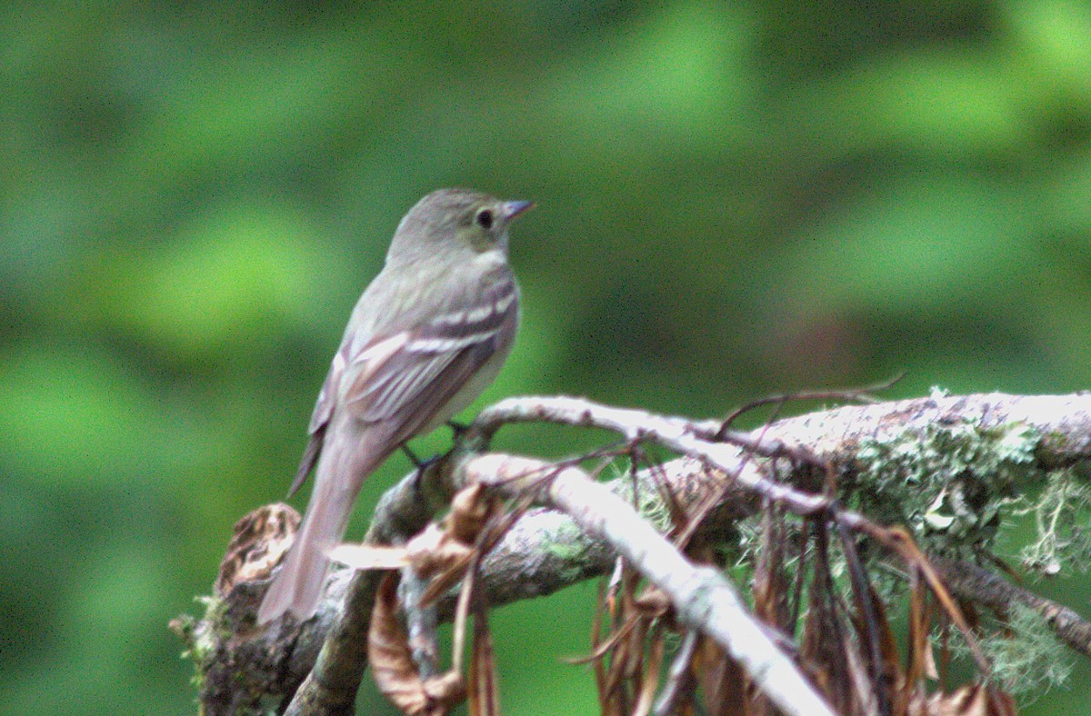 Acadian Flycatcher - ML620623733