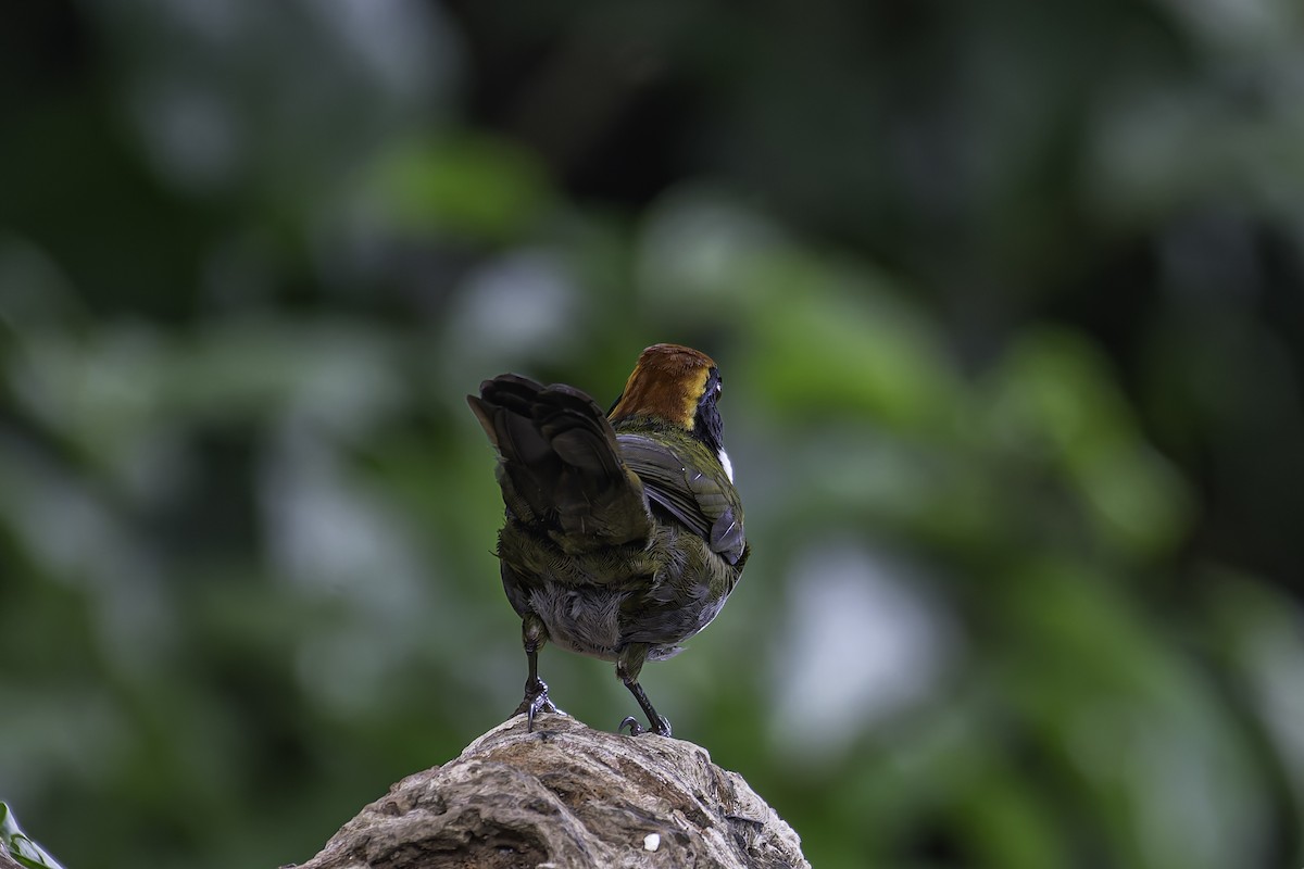 Chestnut-capped Brushfinch - ML620623735