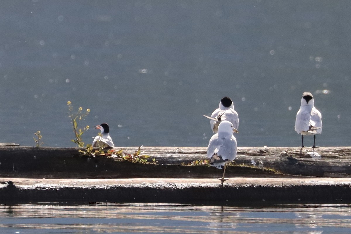 Forster's Tern - ML620623736