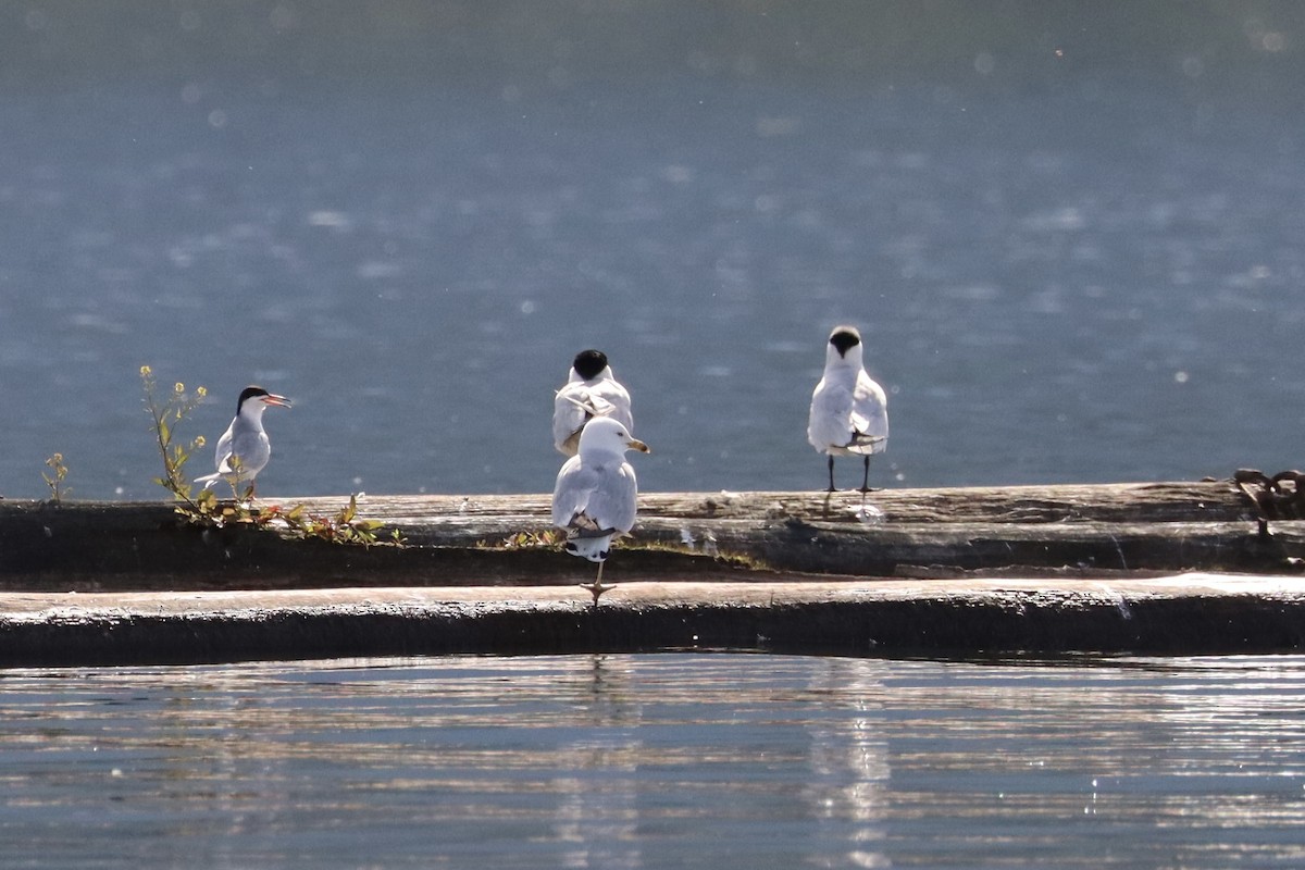 Forster's Tern - ML620623738