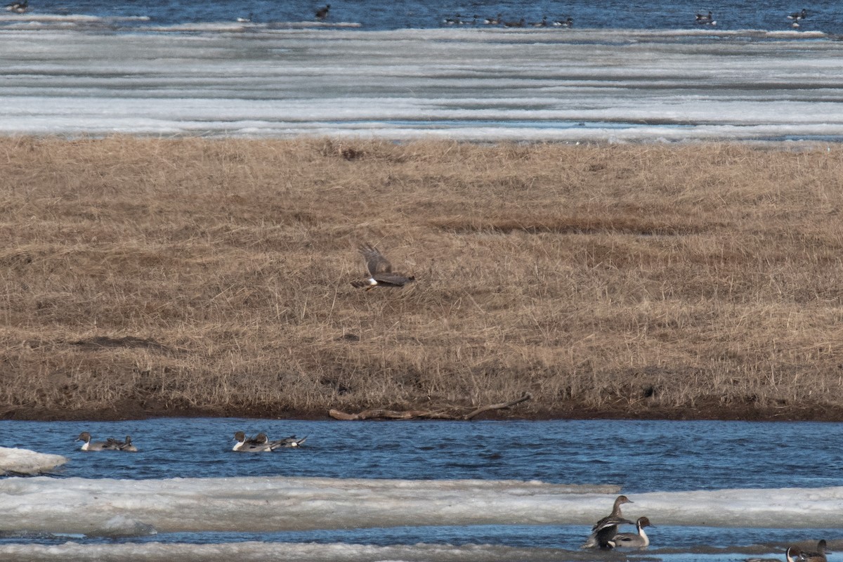 Northern Harrier - ML620623740