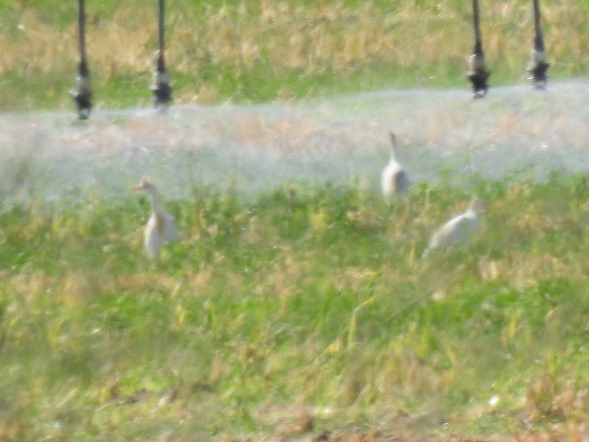 Western Cattle Egret - ML620623741